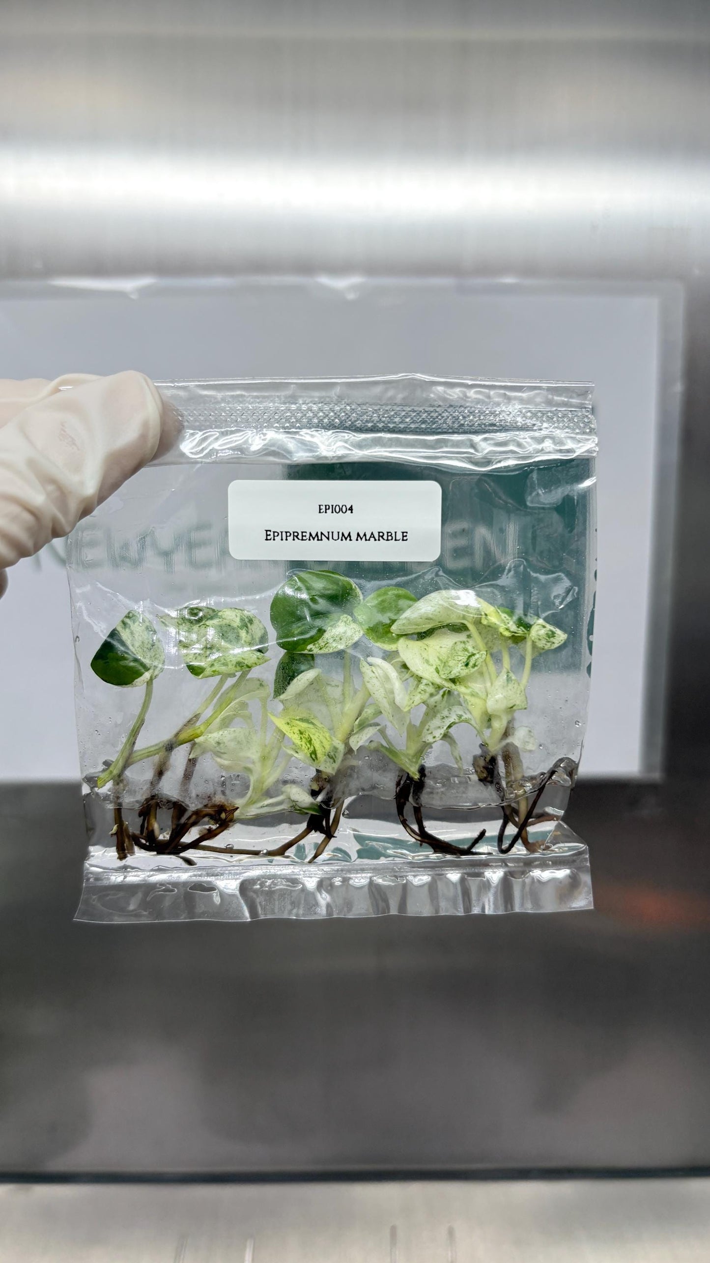 Epipremnum Marble  Tissue Culture (5 items/bag)