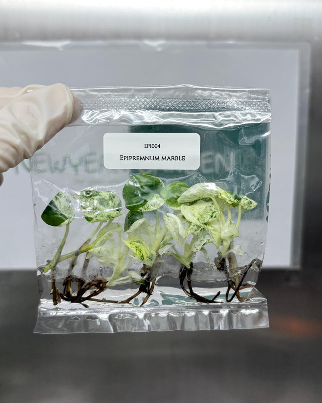 Epipremnum Marble  Tissue Culture (5 items/bag)