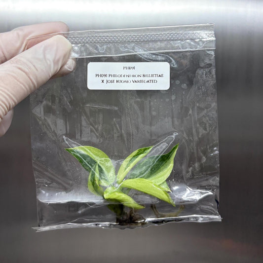 Philodendron Billietiae x Jose Buono Variegated Tissue Culture (1 item/bag)