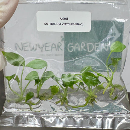 Anthurium Veitchii Tissue Culture (5 items/bag)