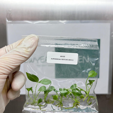 Anthurium Veitchii Tissue Culture (5 items/bag)