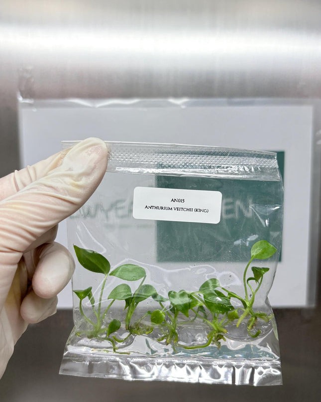 Anthurium Veitchii Tissue Culture (5 items/bag)