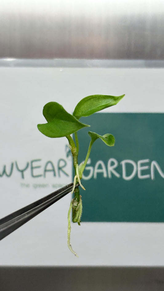 Aglaonema Pictum Tricolor Tissue Culture (5 items/bag)
