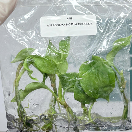 Aglaonema Pictum Tricolor Tissue Culture (5 items/bag)