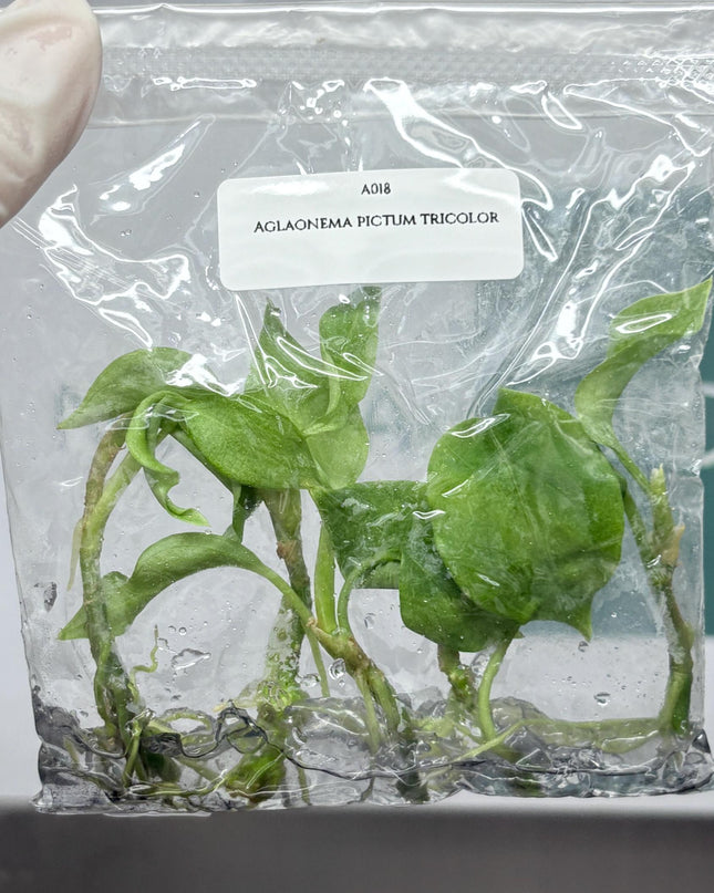 Aglaonema Pictum Tricolor Tissue Culture (5 items/bag)