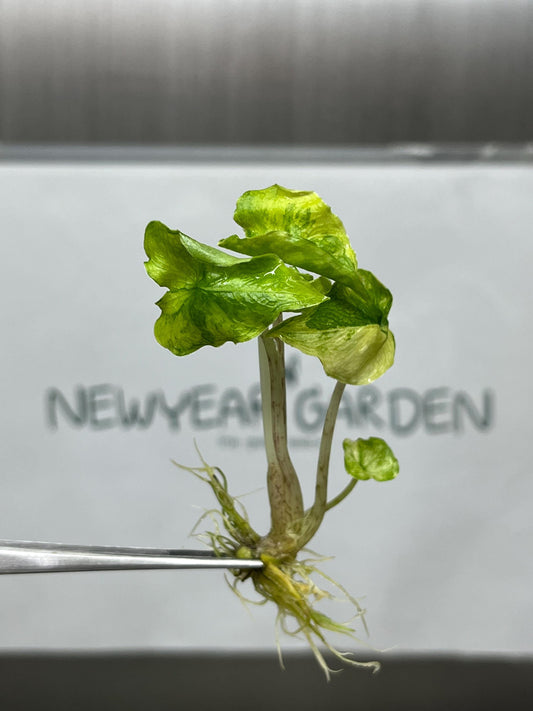 Alocasia Jacklyn Mystic Variegated Tissue Culture (1 item/bag)