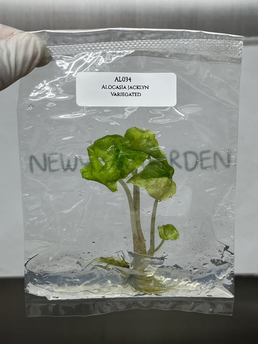 Alocasia Jacklyn Mystic Variegated Tissue Culture (1 item/bag)