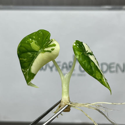 Alocasia Maharani Albo Variegated Tissue Culture (1 item/bag)