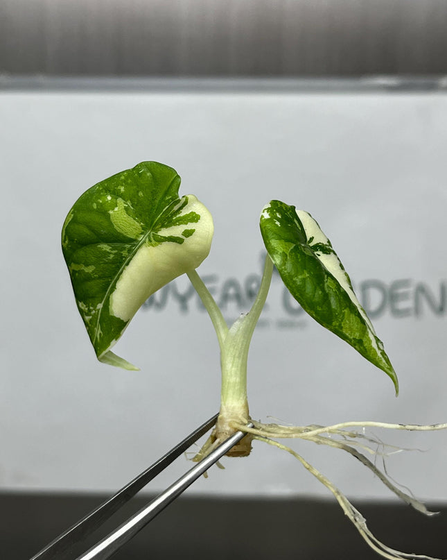 Alocasia Maharani Albo Variegated Tissue Culture (1 item/bag)