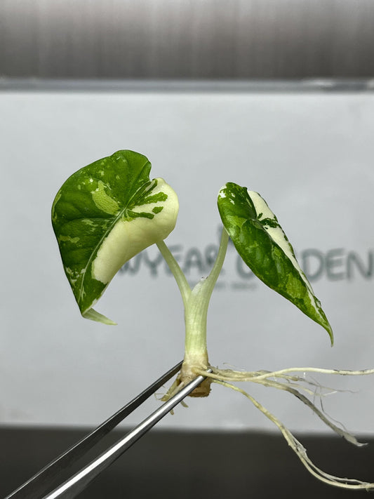 Alocasia Maharani Albo Variegated Tissue Culture (1 item/bag)