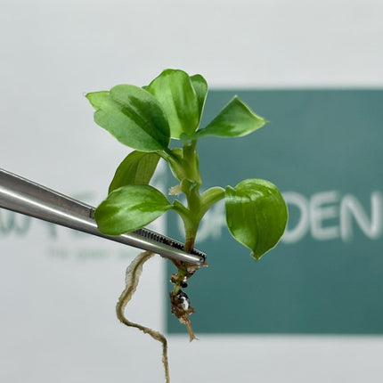 Philodendron Fibrecataphyllum Tissue Culture (5 items/bag)