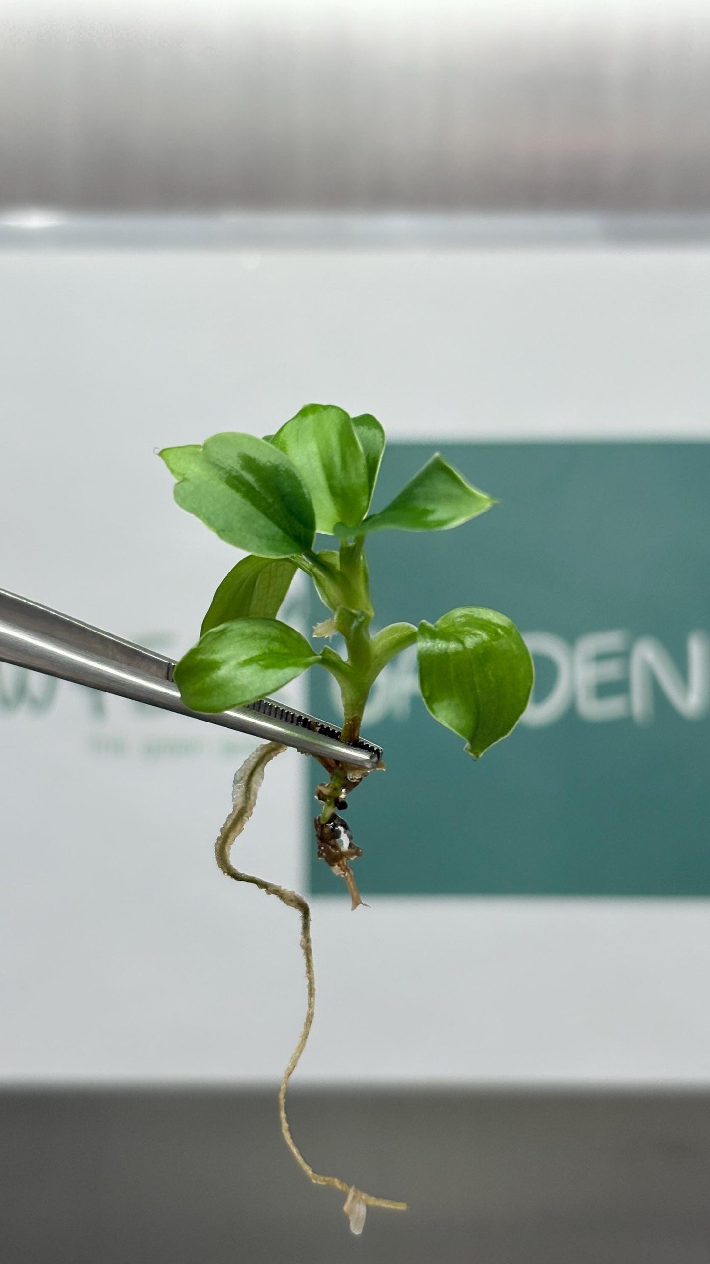 Philodendron Fibrecataphyllum Tissue Culture (5 items/bag)