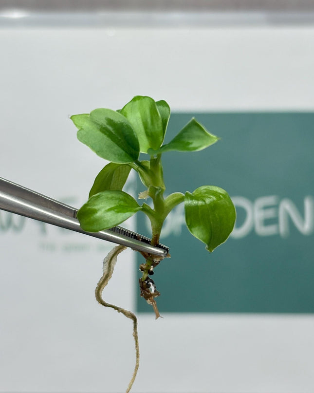Philodendron Fibrecataphyllum Tissue Culture (5 items/bag)