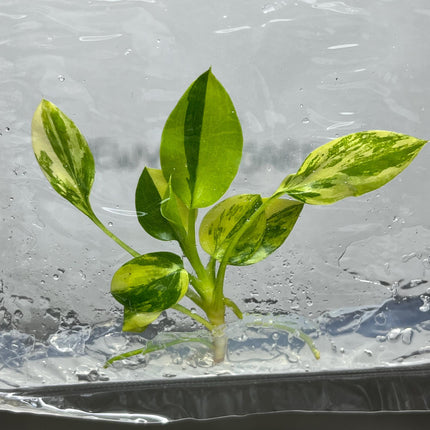 Philodendron Warscewiczii Variegated Tissue Culture (1 item/bag)