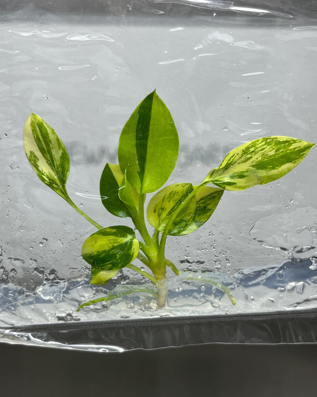 Philodendron Warscewiczii Variegated Tissue Culture (1 item/bag)