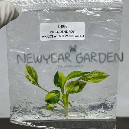 Philodendron Warscewiczii Variegated Tissue Culture (1 item/bag)