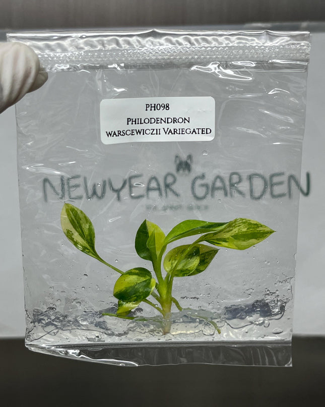 Philodendron Warscewiczii Variegated Tissue Culture (1 item/bag)
