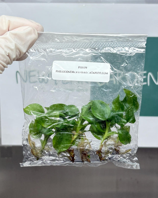 Philodendron Fibrecataphyllum Tissue Culture (5 items/bag)