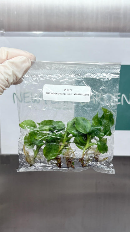 Philodendron Fibrecataphyllum Tissue Culture (5 items/bag)