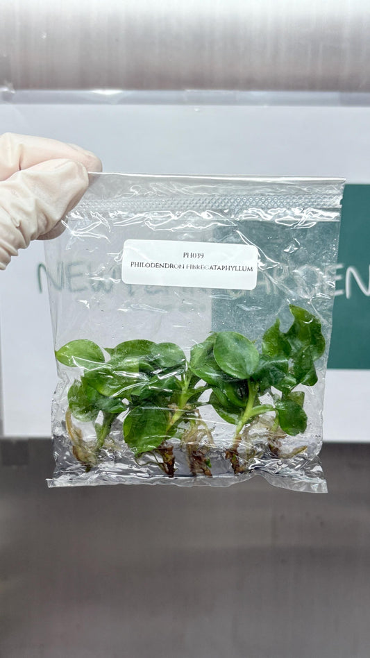 Philodendron Fibrecataphyllum Tissue Culture (5 items/bag)