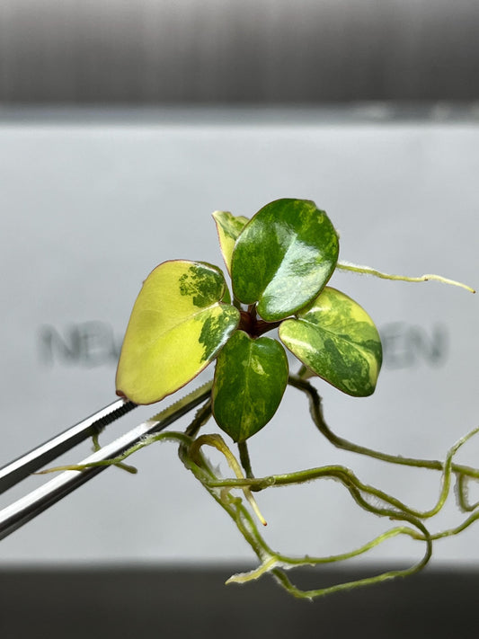 Philodendron Billietiae x Florida Beauty Variegated Tissue Culture (1 item/bag)