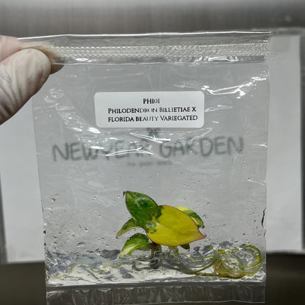 Philodendron Billietiae x Florida Beauty Variegated Tissue Culture (1 item/bag)