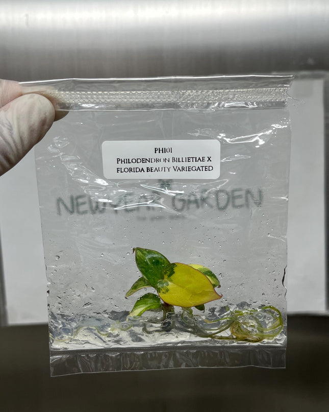 Philodendron Billietiae x Florida Beauty Variegated Tissue Culture (1 item/bag)