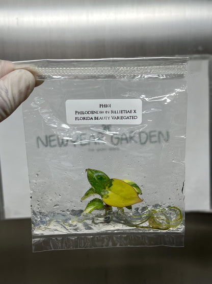 Philodendron Billietiae x Florida Beauty Variegated Tissue Culture (1 item/bag)