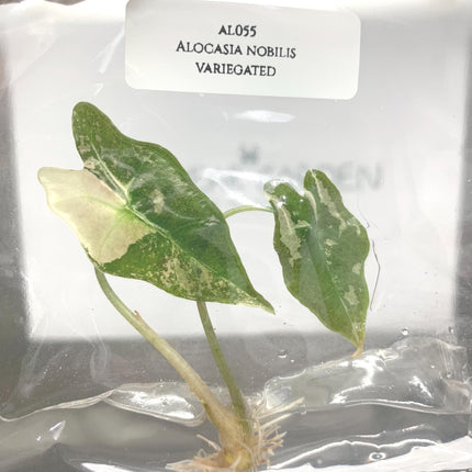 Alocasia Nobilis Pink-Albo Variegated Tissue Culture (1 item/bag)