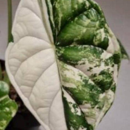 Alocasia Dragon Scale Albo Variegated Tissue Culture (1 item/bag)