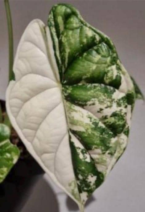 Alocasia Dragon Scale Albo Variegated Tissue Culture (1 item/bag)