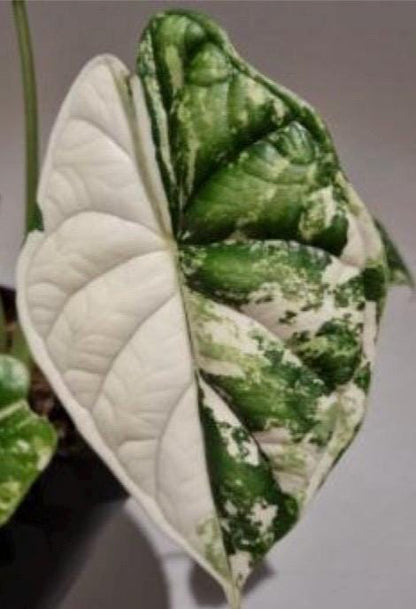 Alocasia Dragon Scale Albo Variegated Tissue Culture (1 item/bag)