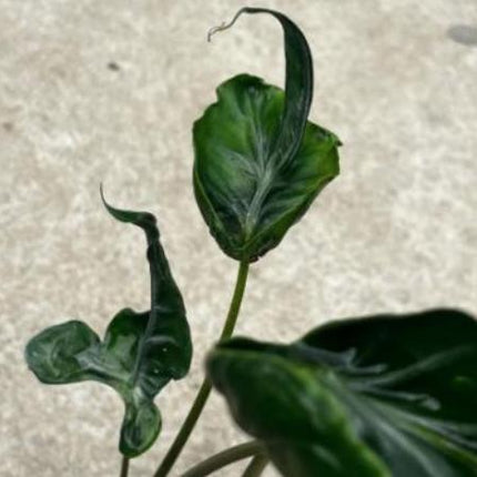 Alocasia Teletubbies Tissue Culture (5 items/bag)