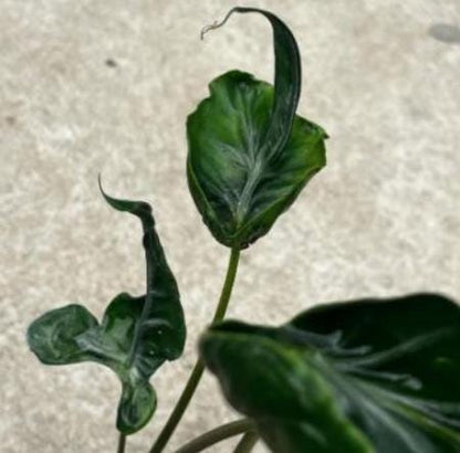 Alocasia Teletubbies Tissue Culture (5 items/bag)