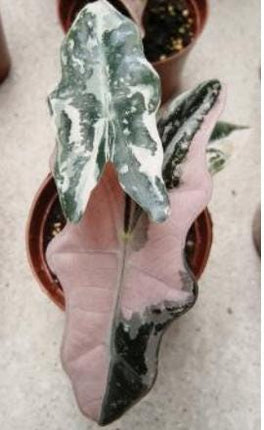 Alocasia Nobilis Pink-Albo Variegated Tissue Culture (1 item/bag)