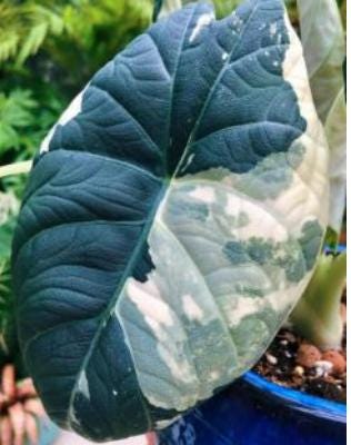 Alocasia Maharani Albo Variegated Tissue Culture (1 item/bag)