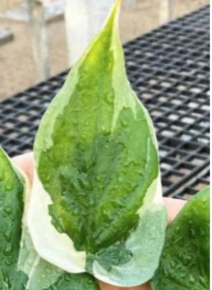 Alocasia Cucullata Albo Variegated Tissue Culture (5 items/bag)