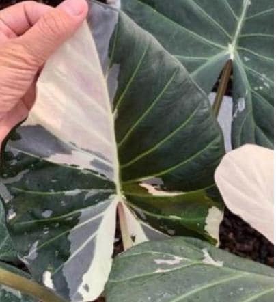 Alocasia Regal Shield Albo Variegated Tissue Culture (1 item/bag)