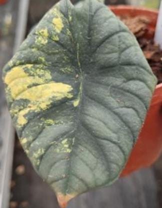Alocasia Nebula Aurea Variegated Tissue Culture (1 item/bag)