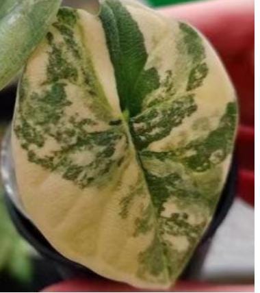 Alocasia Melo Aurea Variegated (Tricolor) (1 item/bag) Tissue Culture