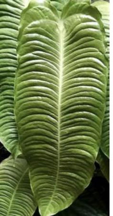 Anthurium Veitchii Tissue Culture (5 items/bag)