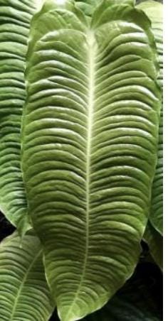 Anthurium Veitchii Tissue Culture (5 items/bag)
