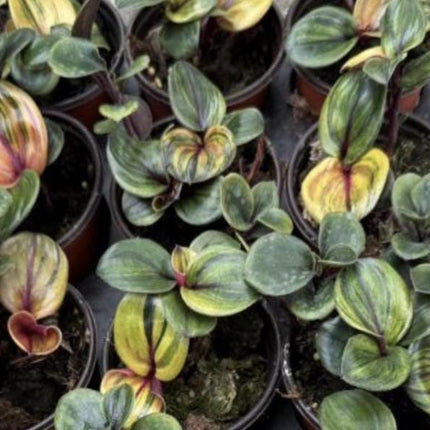 Philodendron Red Heart Tissue Culture (5 items/bag)