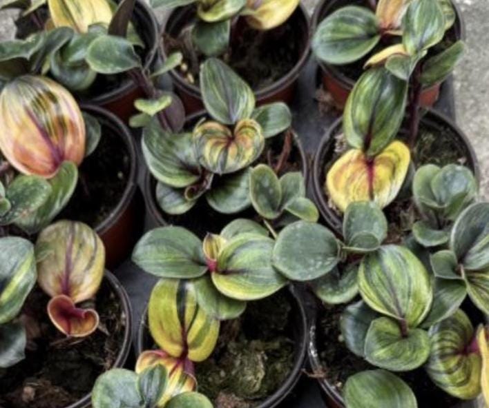 Philodendron Red Heart Tissue Culture (5 items/bag)