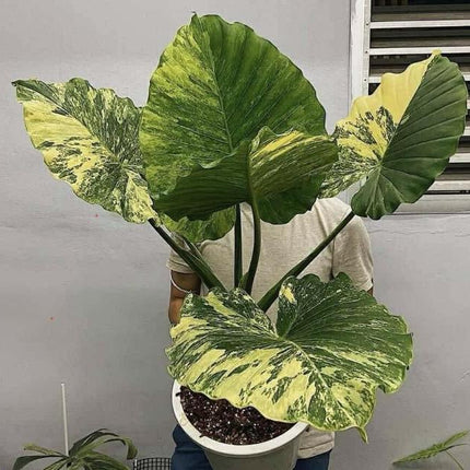Alocasia Gageana Aurea Variegated Tissue Culture (1 item/bag)