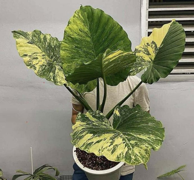 Alocasia Gageana Aurea Variegated Tissue Culture (1 item/bag)
