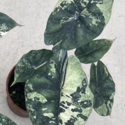 Alocasia Dragon Scale Variegated Tissue Culture (1 item/bag)