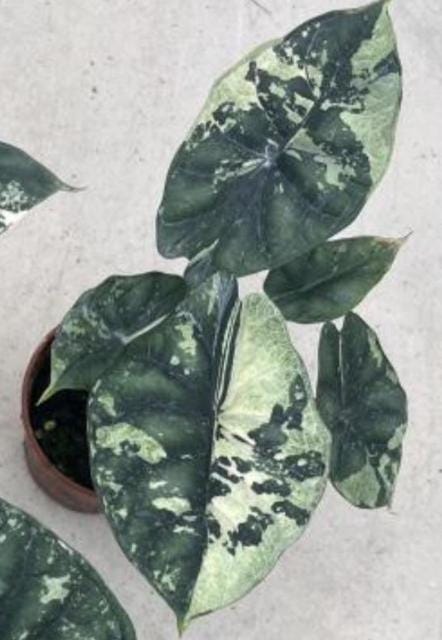 Alocasia Dragon Scale Variegated Tissue Culture (1 item/bag)