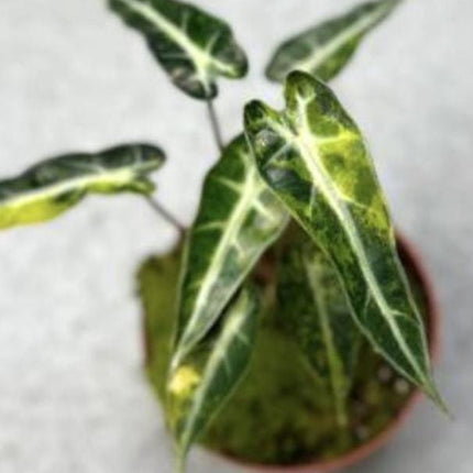 Alocasia Bambino Aurea Variegated Tissue Culture (1 item/bag)