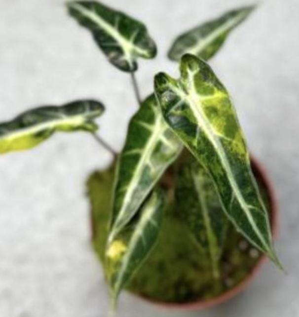 Alocasia Bambino Aurea Variegated Tissue Culture (1 item/bag)